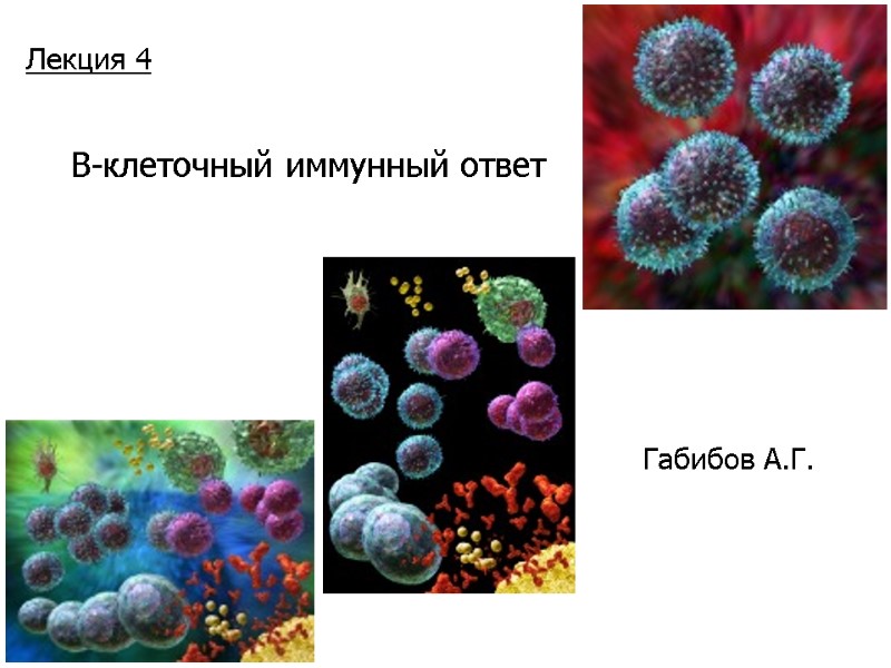 В-клеточный иммунный ответ Габибов А.Г. Лекция 4